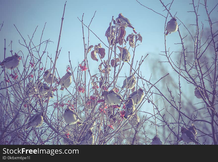 Hungry waxwing birds sitting on frosted tree branches, filtered. Hungry waxwing birds sitting on frosted tree branches, filtered.