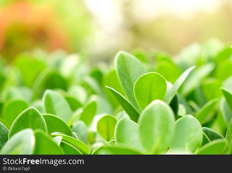 Natural Green Plants Background Or Wallpaper. Nature View Of Green Leaf In Garden At Summer Under Sunlight.