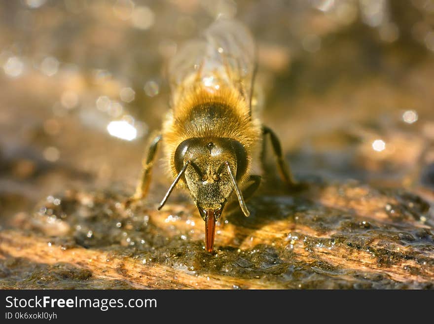 Macro photo bee that drinks water in springtime. Insects and water.