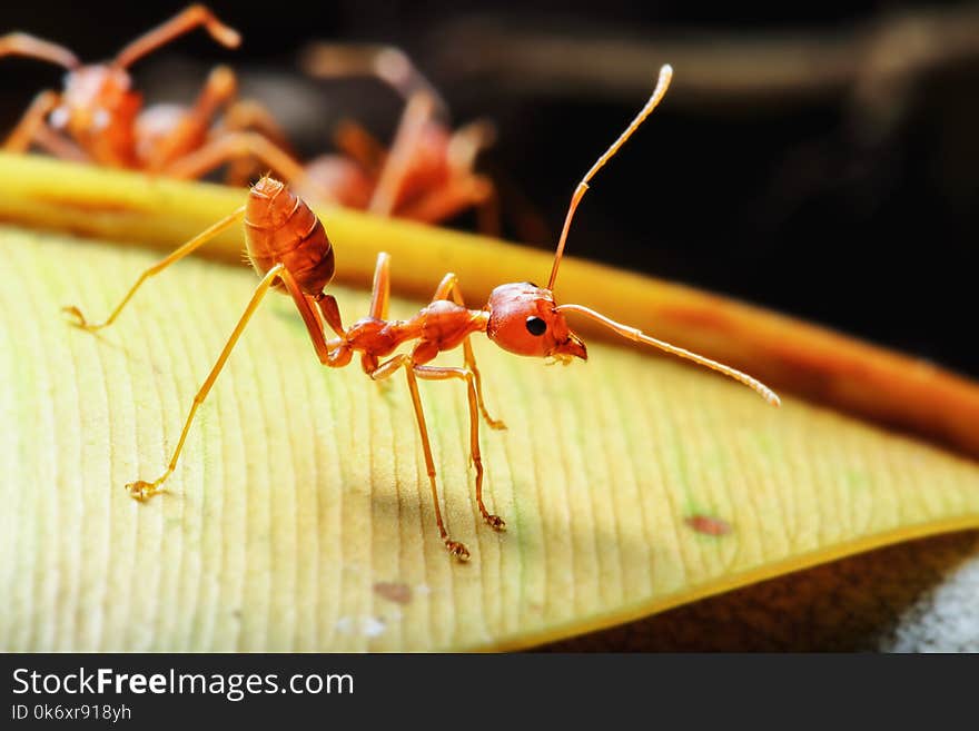 Red ant walk on a yellow leaf