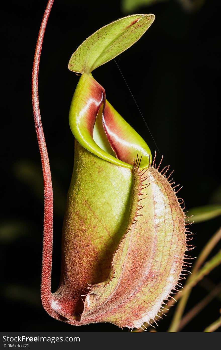 Insectivorous Plants Nepenthes Ampullaria