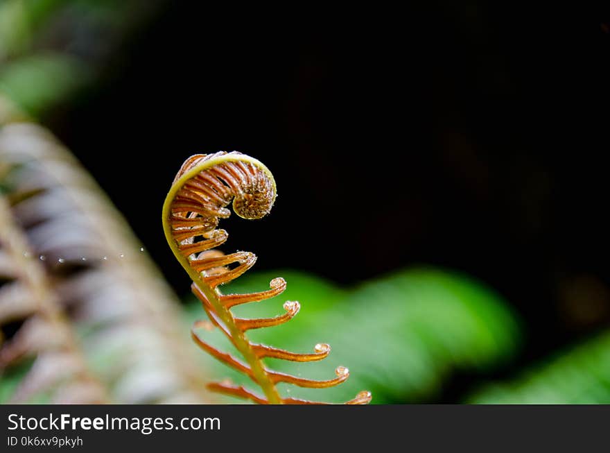 Young leaves of fern Growing in tropical Thailand.