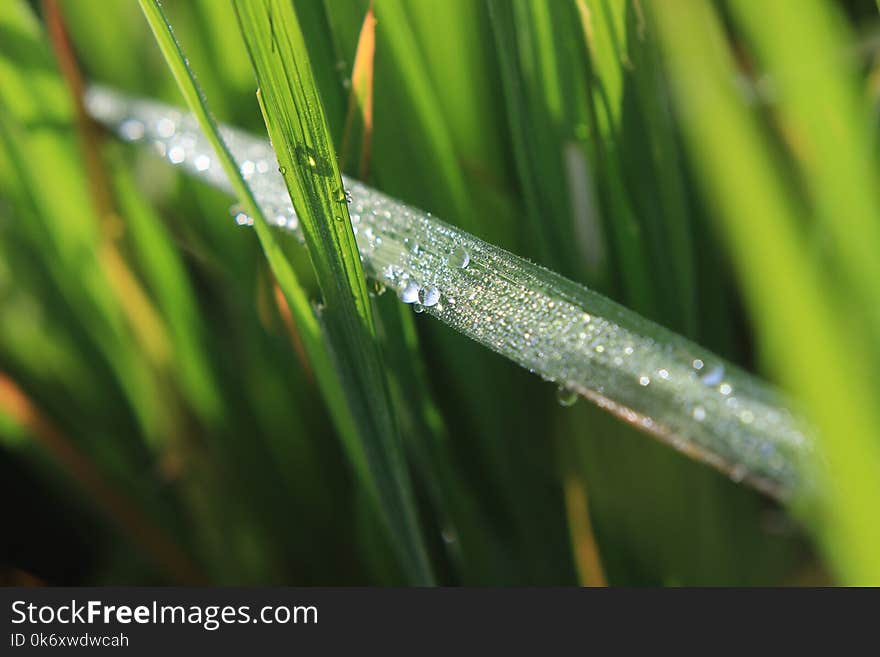 Photo close up of dew at rice field at curug cilember, salak mountain, west java indonesia, natural tonen