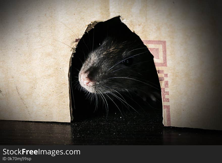 Gray rat peeking out