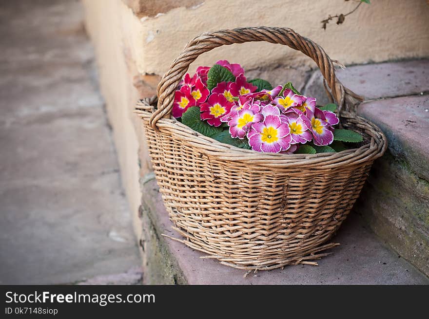 Closeup of colorful primroses in a wooden basket in the street decoration