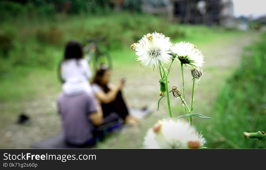 Selective Focus Photo of White Dandelion