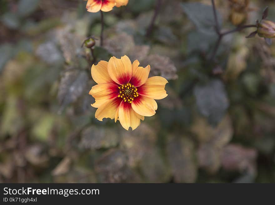 Selective Focus Photo of Yellow Petaled Flower