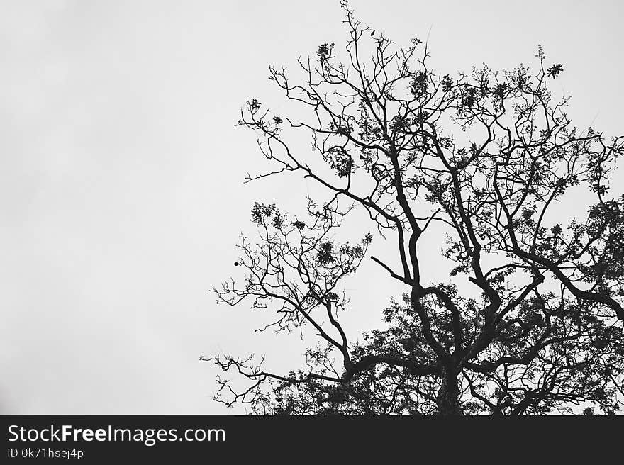 Silhouette Photo of Withered Tree