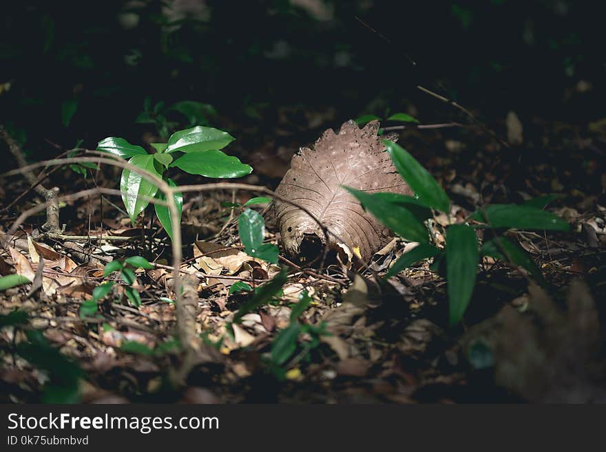 Fauna and flora in the forest. Green leafs growing on surface.