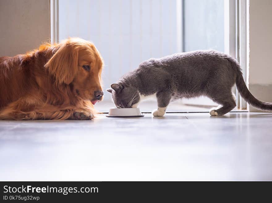 Golden Retriever and British shorthair cats are eating, indoor shooting. Golden Retriever and British shorthair cats are eating, indoor shooting