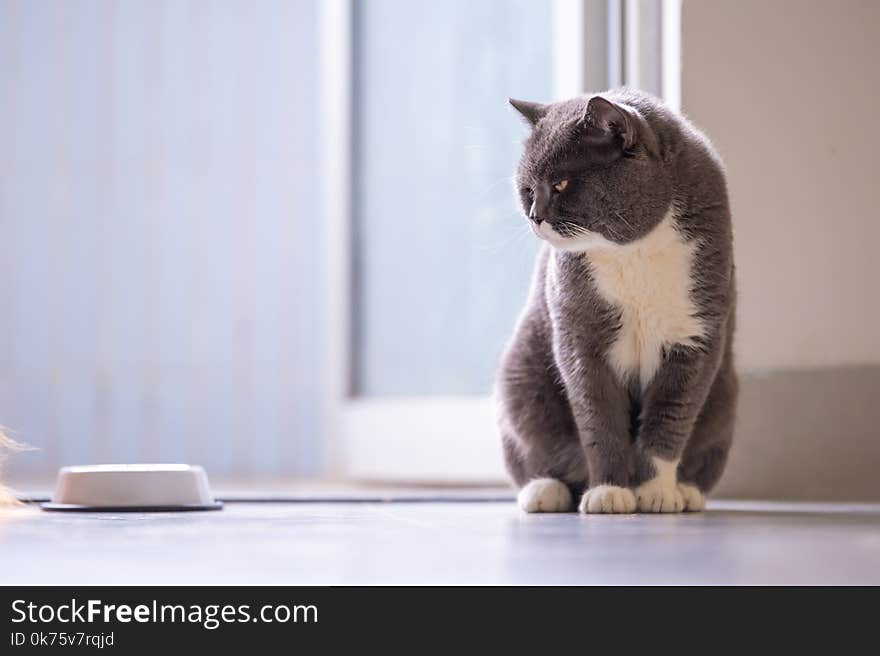 Cute British short hair cat