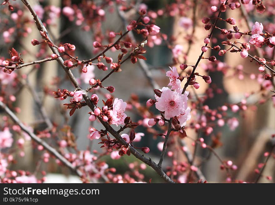 Prunus mume Meiren（Prunus × blireana cv. Meiren）