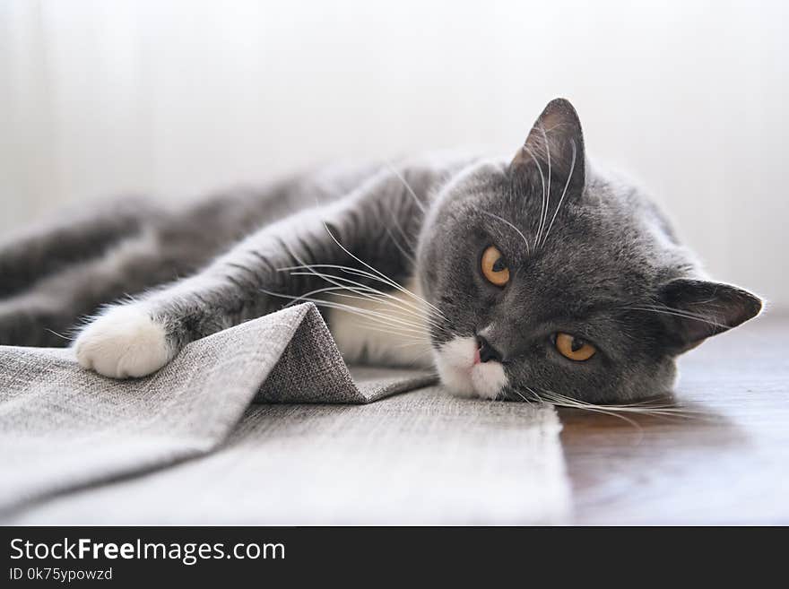 Cute British short hair cat, shot indoors