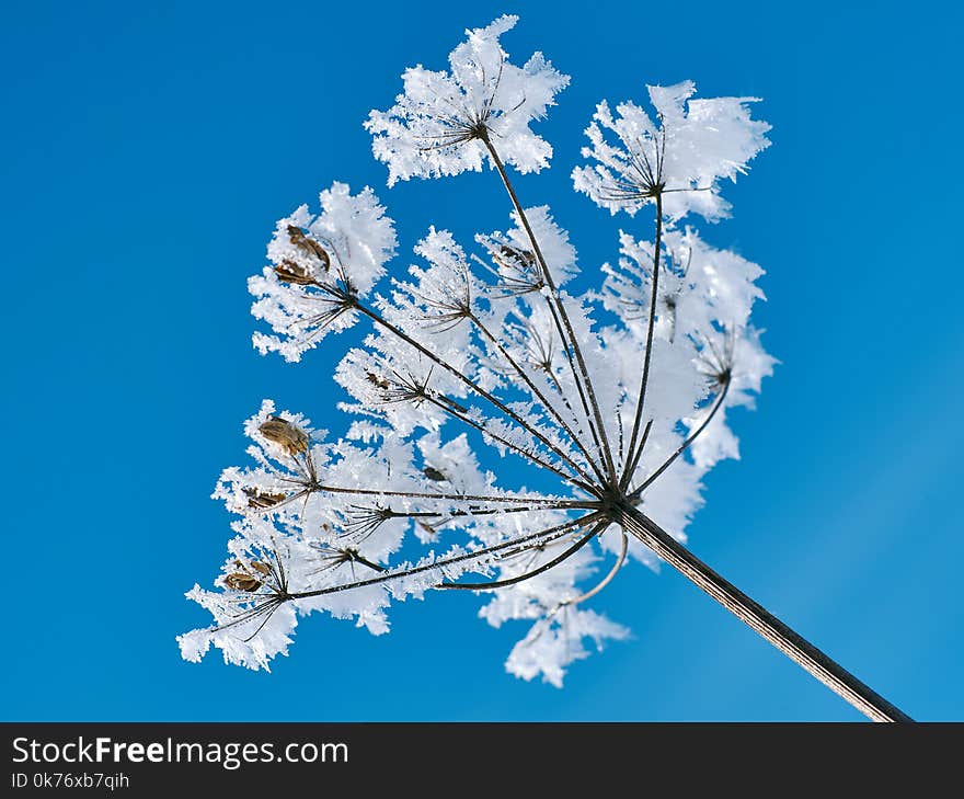 Crystal snow-flowers against the blue sky.