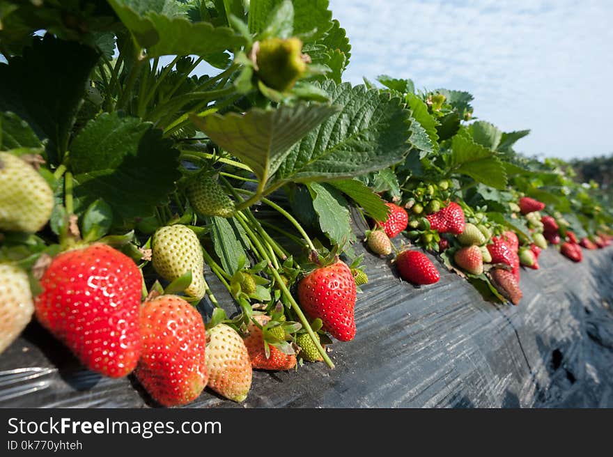 Strawberry Fruits Growing