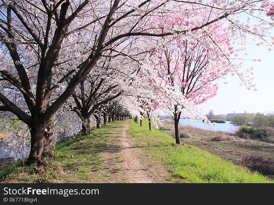 Cherry blossoms on Katsuragawa river bank