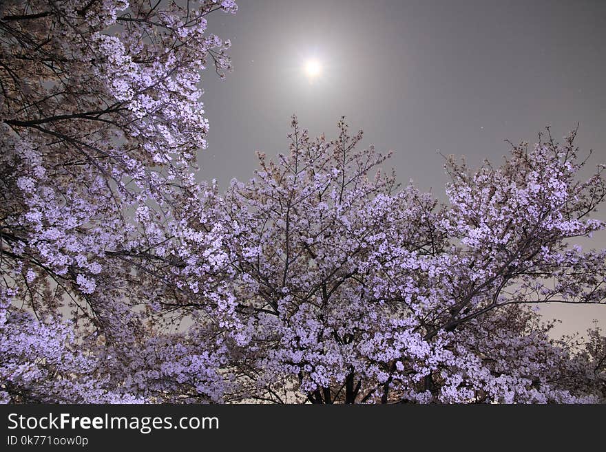 Cherry blossoms on Katsuragawa river bank