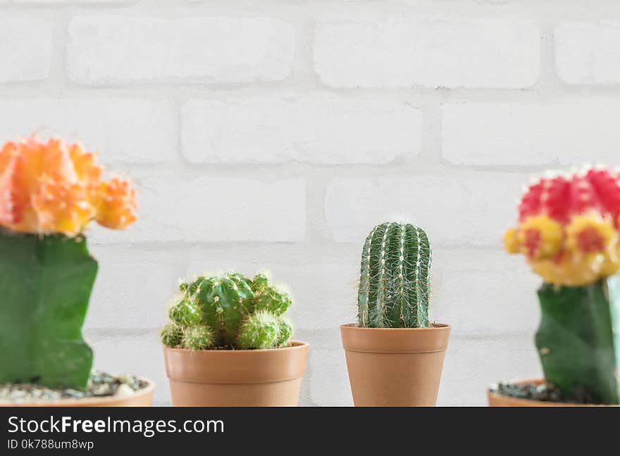 Closeup fresh green cactus in brown plastic pot for decorate with blurred group of color cactus and white brick wall textured back