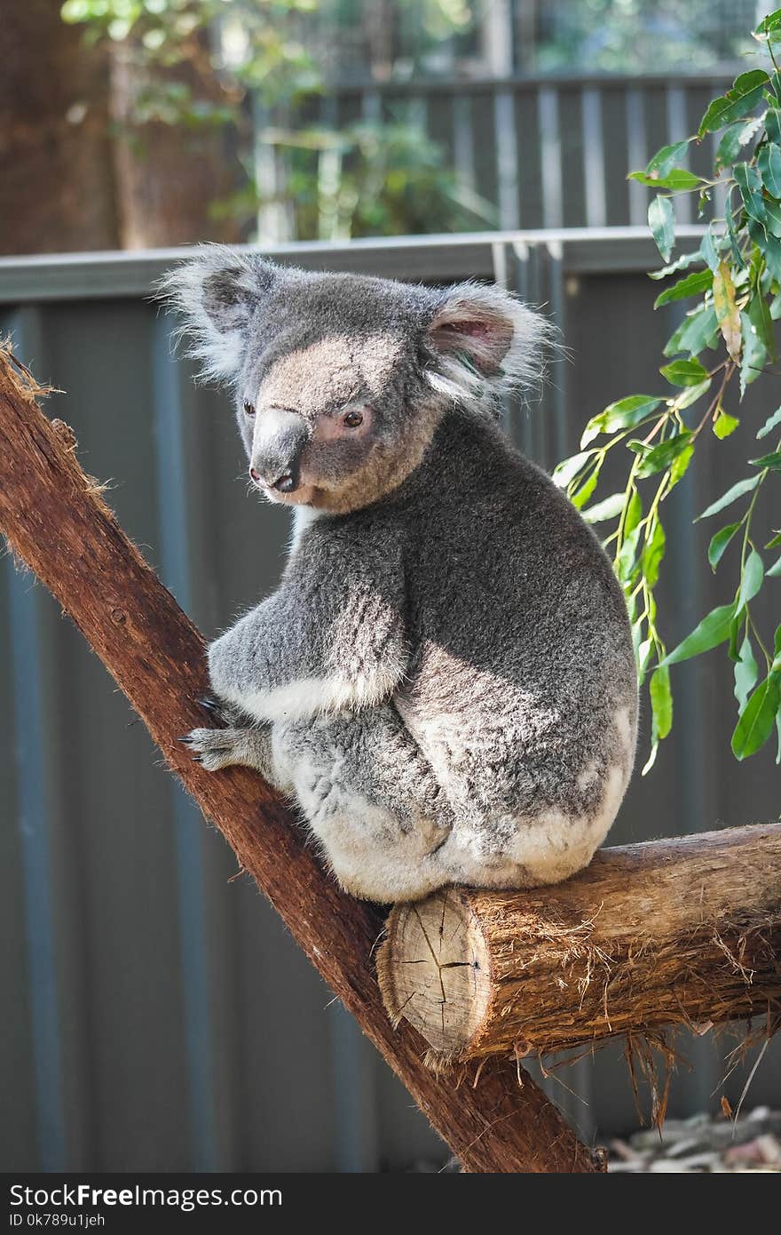 Cute little wild koala closeup portrait australia