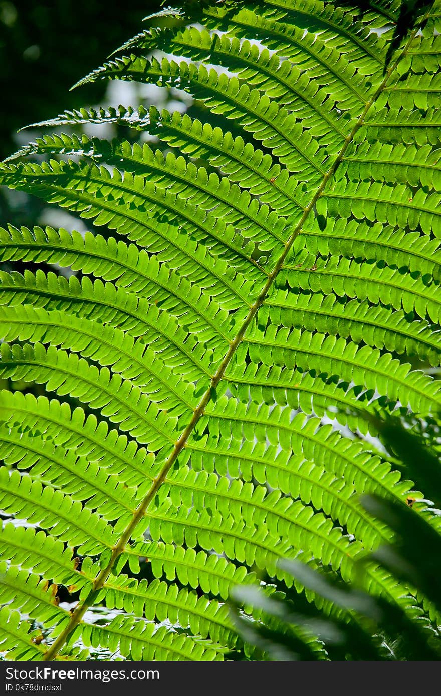 Tree fern leaf. Natural background