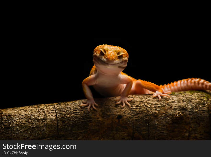 Smiley leopard Gecko Macro Photos animal. Smiley leopard Gecko Macro Photos animal