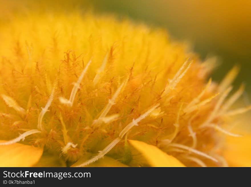 Yellow flower close up background.Macro detail flower.