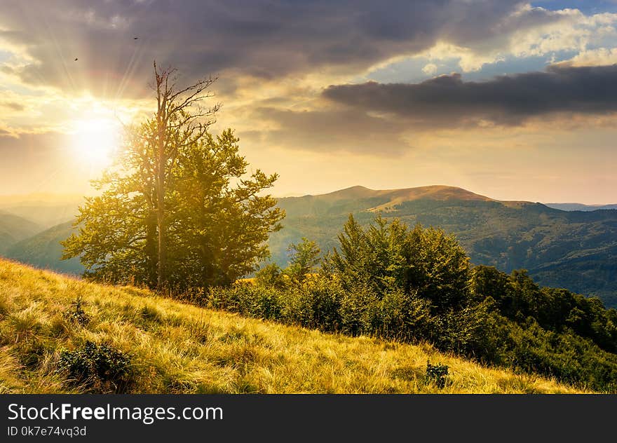 Tree on the grassy hillside on at sunset