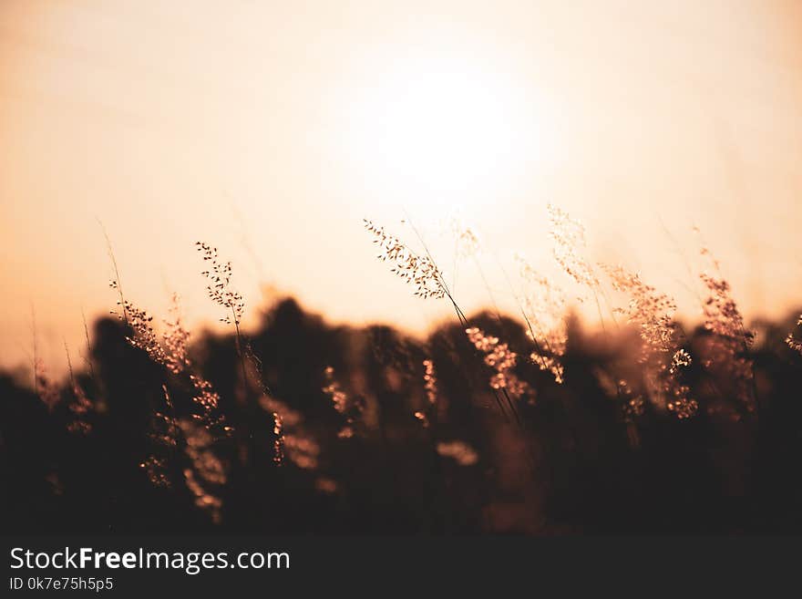 Grass flowers with beautiful warm sunshine ,Meadows with Fair Light From the Sun -Vintage Style