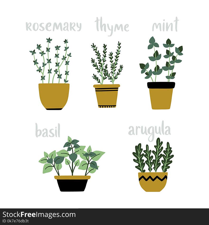 Set of vector culinary herbs in pots. Green growing basil, rosemary, thyme, mint, arugula with lettering above. Gardening. For your design.