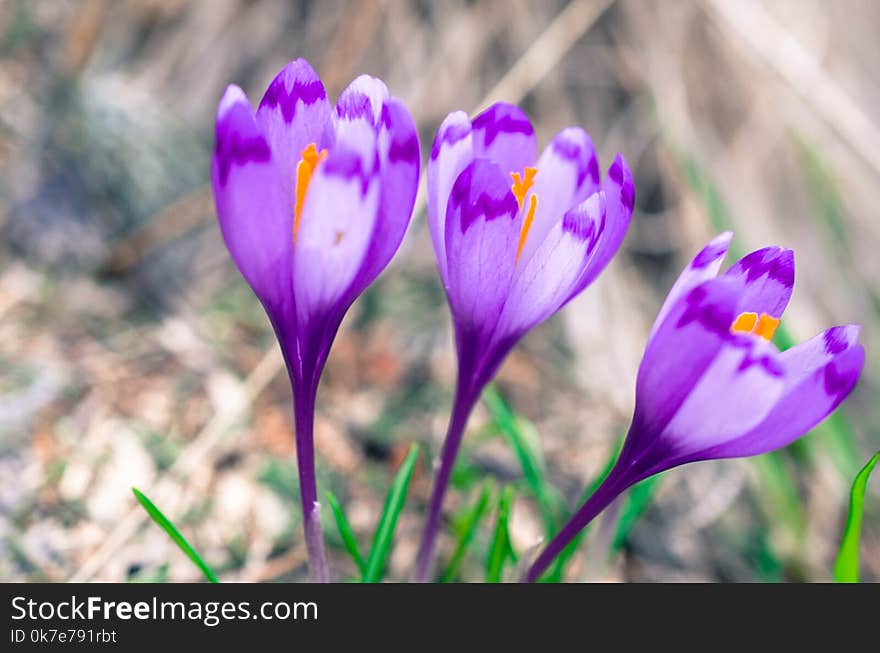 Three Crocus flowers on blurry natural background. Three Crocus flowers on blurry natural background