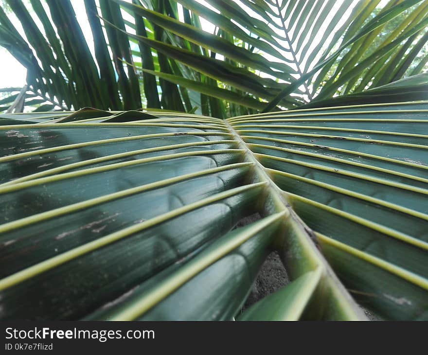 GREEN COCONUT LEAVES IN SRILANKA