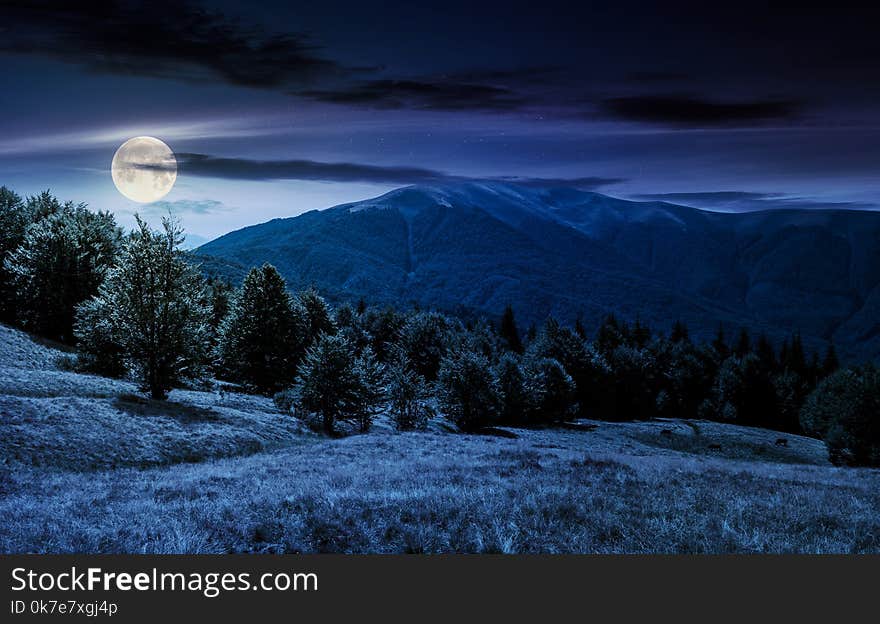 Beech forest on grassy meadows in mountains at night in full moon light. beautiful Landscape at the foot of Carpathian mountain Apetska