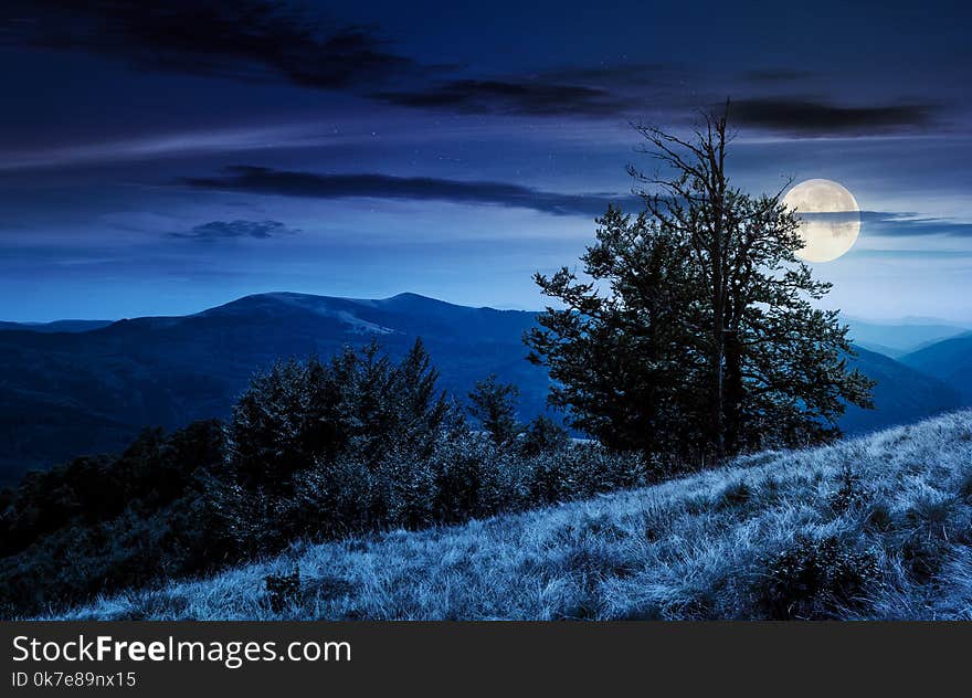 Tree on the grassy hillside on at night in full moon light. lovely summer landscape of Carpathian mountain Svydovets ridge.