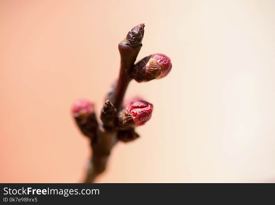 Apricot twig with buds, closeup on orange clear background. Apricot twig with buds, closeup on orange clear background.