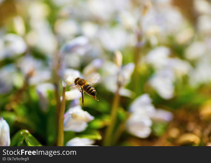 The bee collects pollen on blooming pushkinia flowers