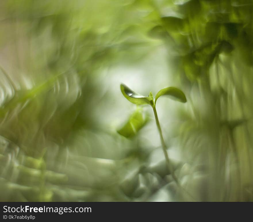 Young Green Sprout Buckwheat