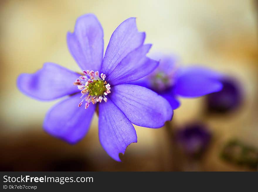 Blue liverleaf flower Hepatica nobilis,closeup.