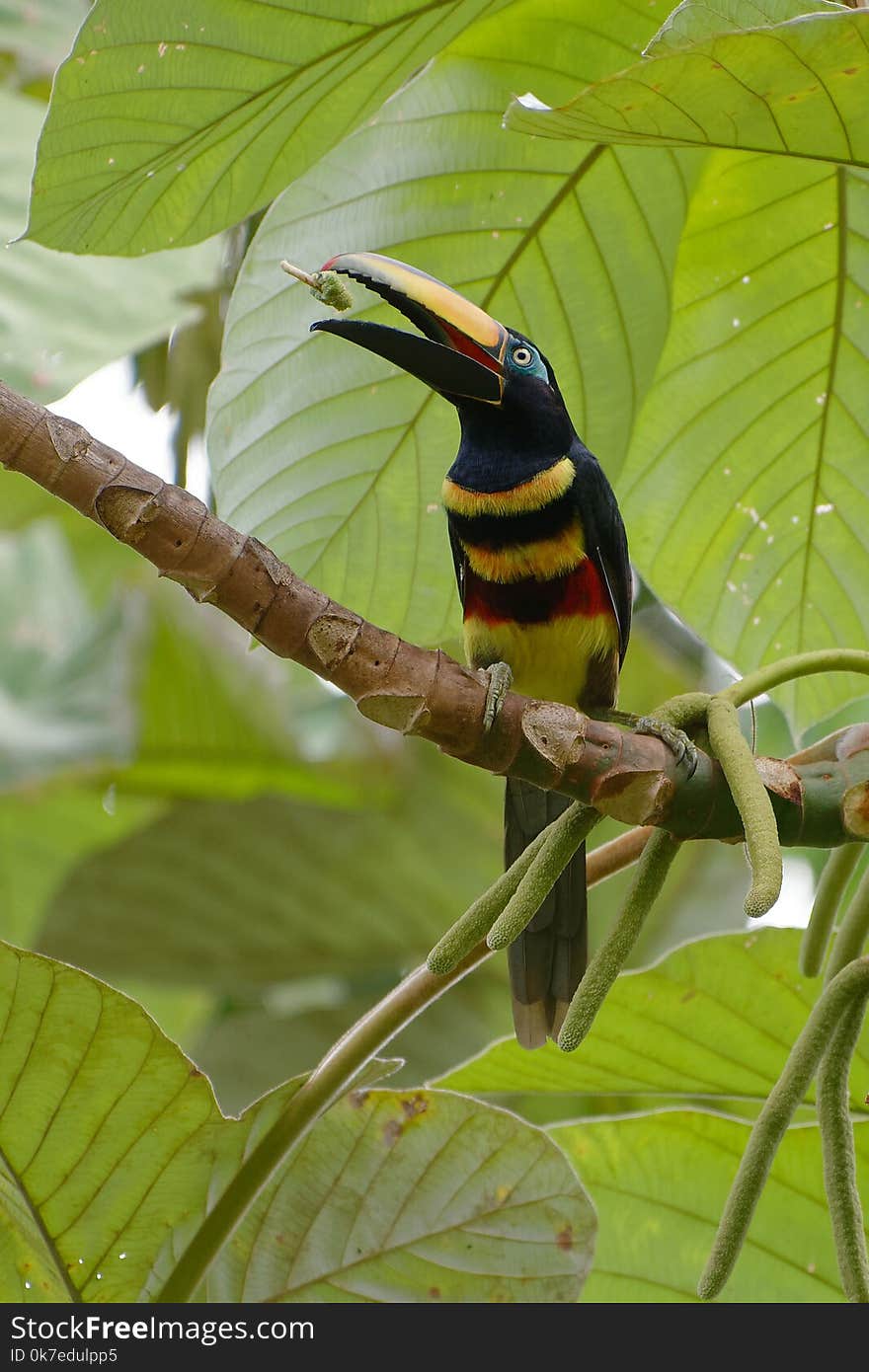 Many-banded Araçari - Pteroglossus pluricinctus -Cuyabeno Wildlife Reserve, Ecuador