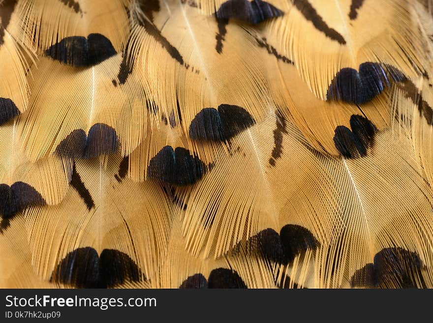 Colorful feathers abstraction useful as background or wallpaper