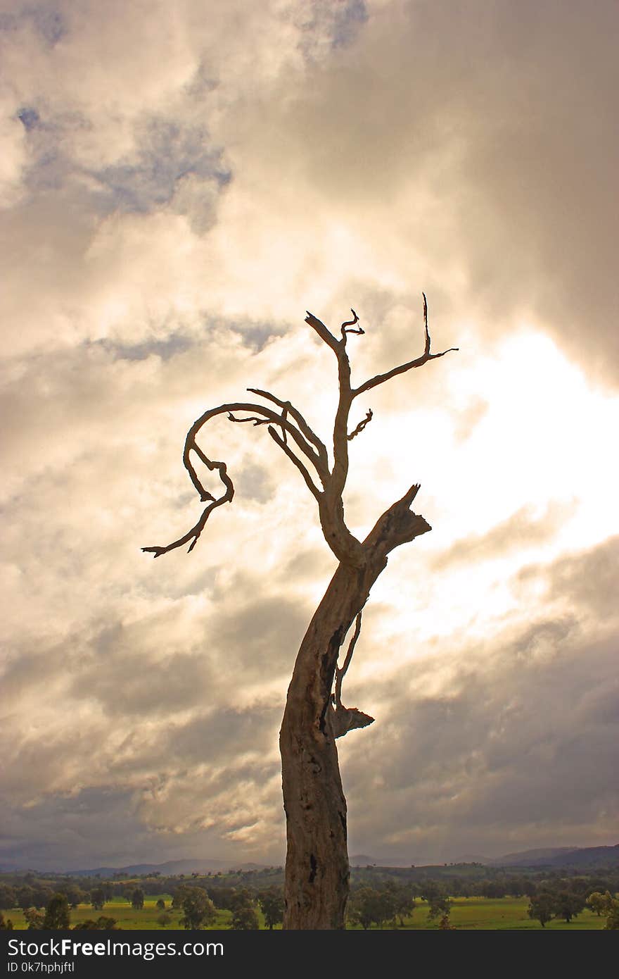 August 12 2017. Yea Victoria Australia. All that remains of a weathered tree in the countryside with the sun bursting through storm clouds. August 12 2017. Yea Victoria Australia. All that remains of a weathered tree in the countryside with the sun bursting through storm clouds.