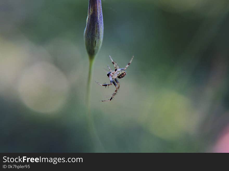 Shot of a very tiny spider around .15` hanging from its web attached to a flower bud about to flourish. Shot taken at Rio Blanco, Jalisco, Mexico. Shot of a very tiny spider around .15` hanging from its web attached to a flower bud about to flourish. Shot taken at Rio Blanco, Jalisco, Mexico.