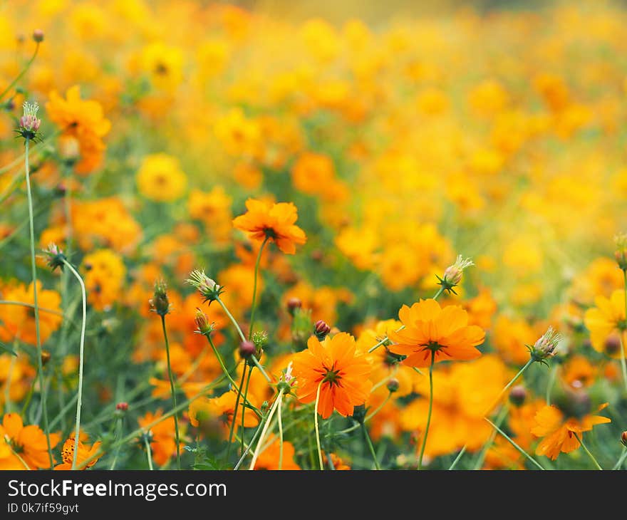 Close up orange cosmos flower in the spring field with copy space. Yellow Mexican aster meadow.