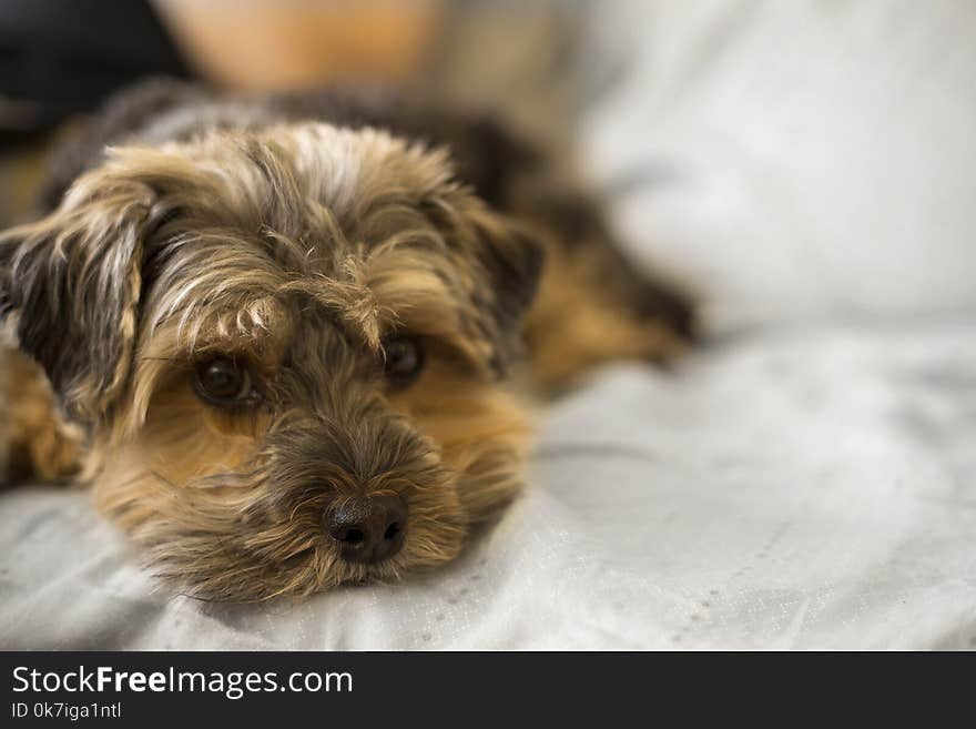 Selective Focus Photo of Long-coated Brown Puppy