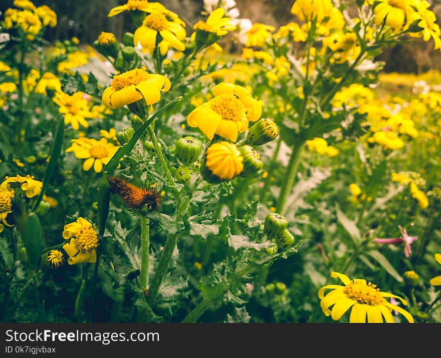 Yellow Petaled Flowers