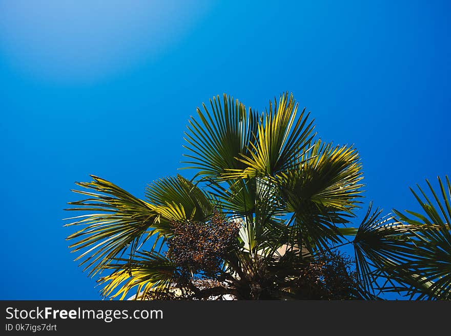 Low Angle Photography of Palm Leaves