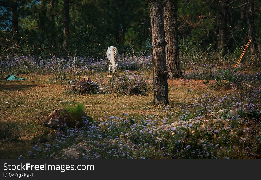 Zebra Surrounded by Green Trees