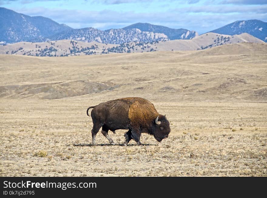 A single male bison or buffalo grazes in the South Park region of Colorado. A single male bison or buffalo grazes in the South Park region of Colorado.