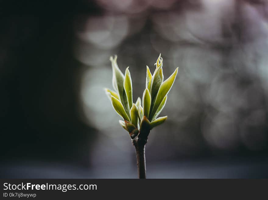 Plant sprount in the sunlight