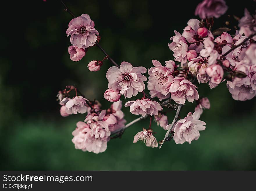 Cherry Blossoms with a green background