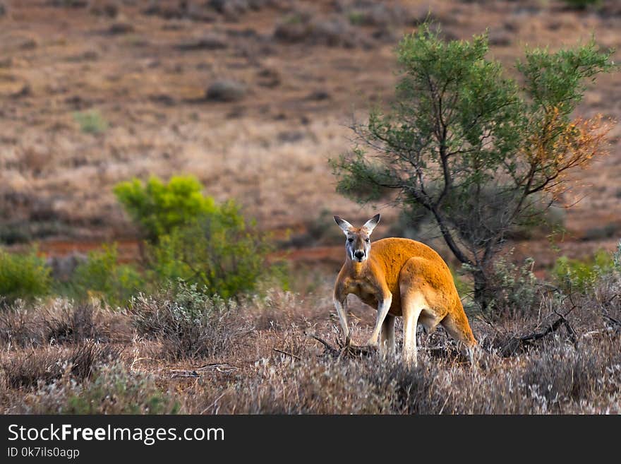 Kangaroo in the Flinders Ranges, South Australia. Kangaroo in the Flinders Ranges, South Australia